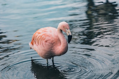 水体上的粉红火烈鸟